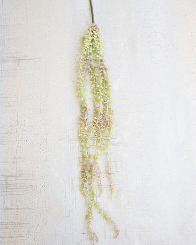 Necklace Plant