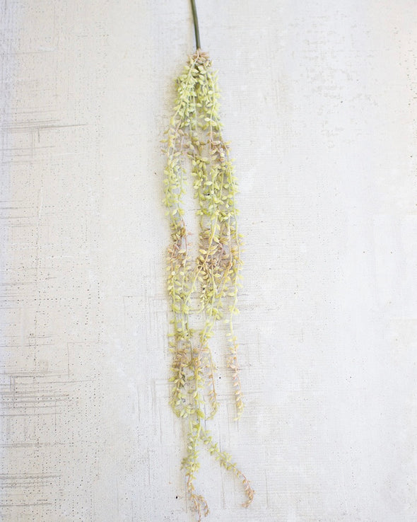 Necklace Plant