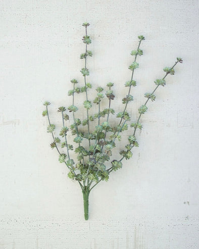Succulent Bush